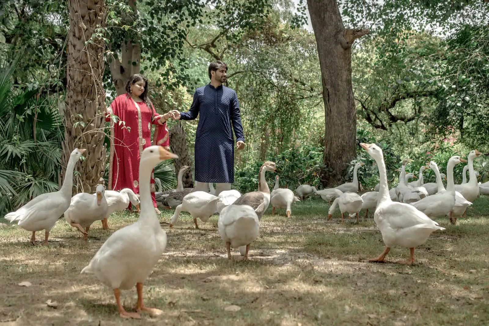 Couple photographed among geese in a Delhi park during a morning pre-wedding shoot